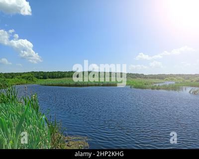 Landschaft mit See, umgeben von Zuckerrohr. Reisig im See. Schöne Naturlandschaft mit Teich und Wolken. Sommerlandschaft Stockfoto