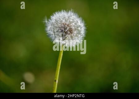 Eine einzelne, verwelkte Dandelionenblume vor einem undefinierten und verschwommenen grünen Hintergrund im warmen Sonnenlicht. Stockfoto