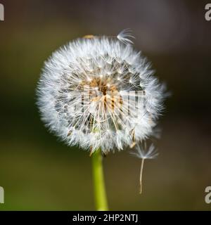 Eine einzelne, verwelkte Dandelionenblume vor einem undefinierten und verschwommenen grünen Hintergrund im warmen Sonnenlicht. Stockfoto