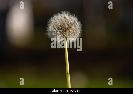 Eine einzelne, verwelkte Dandelionenblume vor einem undefinierten und verschwommenen grünen Hintergrund im warmen Sonnenlicht. Stockfoto