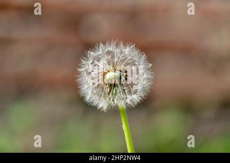 Eine einzelne, verwelkte Dandelionenblume vor einem undefinierten und verschwommenen bräunlichen Hintergrund im warmen Sonnenlicht. Stockfoto