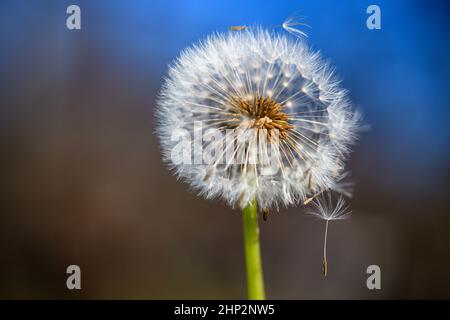 Eine einzelne, verwelkte Dandelionenblume vor einem unbestimmten und verschwommenen braunen und blauen Hintergrund im warmen Sonnenlicht. Stockfoto