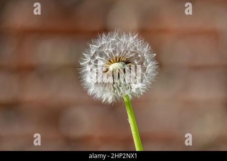 Eine einzelne, verwelkte Dandelionenblume vor einem undefinierten und verschwommenen bräunlichen Hintergrund im warmen Sonnenlicht. Stockfoto