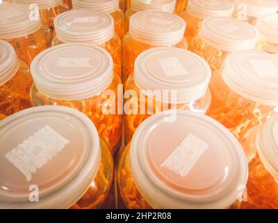 Cordyceps militaris in Glasflaschen an herbal Farm innerhalb von Licht und Temperatur. Chinesische Medizin. Chinesische Kräuter. zusätzliche Nahrung Stockfoto