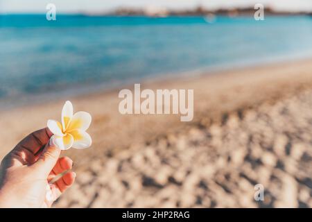 Die Hand einer Frau hält weiße gelbe Orchideenblüten auf einem Küstenhintergrund. Ruhen Sie sich in tropischen Ländern aus. Die Schönheit der Natur. Sandstrand und Meer. Sand Stockfoto