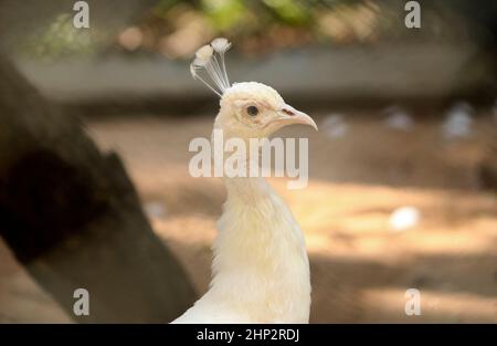 Schöne weiße Pfau sein Hals ist wunderschön. Mit unscharfen Hintergrund Stockfoto