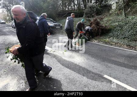 Chichester, West Sussex, Großbritannien. Baum unten auf Kennel Hill, Goodwood wegen Sturm Eunice. Mitglieder der Öffentlichkeit in der Schlange abgebildeten Verkehr Maßnahmen zu ergreifen und zu entfernen, um die Straße zu öffnen dank Steve Christopher von NSF Solutions Ltd. Quelle: Sam Stephenson/Alamy Live News Stockfoto