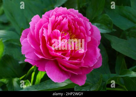 Paeonia lactiflora Goody. Eine Blume im Freien aus nächster Nähe. Doppelte karmesinrote Pfingstrose. Stockfoto