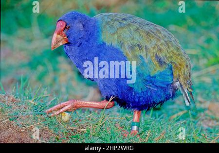 Der takahē Porphyrio hochstetteri, auch bekannt als die Südinsel takahē oder notornis, ist ein in Neuseeland heimischer und der größte flugunse Vogel Stockfoto