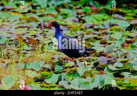 Der australasiatische Swamphen Porphyrio melanotus ist eine Art von Swamphen Porphyrio, die im Osten Indonesiens, den Molukken, Aru- und Kai-Inseln, Pap, vorkommt Stockfoto