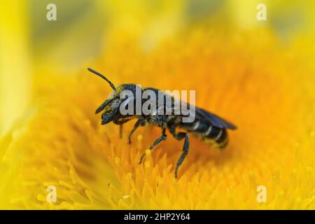 Nahaufnahme einer kleinen großköpfigen Panzerharzbiene, Heriades truncorum, auf einer gelben Alant Stockfoto