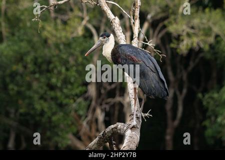 Wollhalsstorch (Ciconia episcopus) Stockfoto