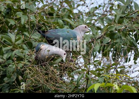 Grüne Kaisertauben (Ducula aenea) im Baum Stockfoto