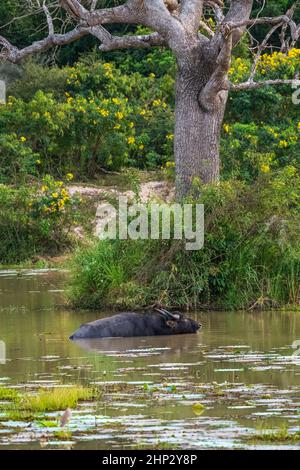 Asiatischer Wasserbüffel (Bubalus bubalis) im See Stockfoto