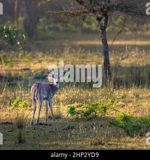 Gefleckter oder Chital-Hirsch (Achsenachse) bei Sonnenuntergang Stockfoto