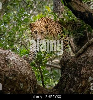 Leopard (Panthera pardus kotiya), in a Tree, Sri Lanka Stockfoto