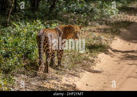 Leopard (Panthera pardus kotiya), Walking in Road, Wilpattu, Sri Lanka Stockfoto