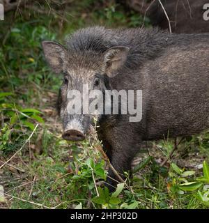 Wildschwein (Sus scrofa), Sri Lanka Stockfoto