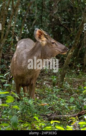 Sambar-Hirsch (Rusa unicolor) Stockfoto