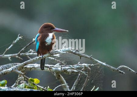 Weiße-throated Kingfisher (Halcyon Smyrnensis) Stockfoto