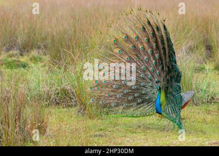 Männlicher Pfau (Pfau) (Pavo cristatus), der in der Wildnis angezeigt wird Stockfoto