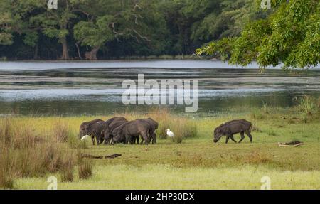 Wildschweinherde (Sus scrofa), Sri Lanka Stockfoto
