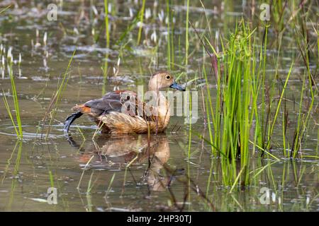 Kleine Pfeifente (dendrocygna javanica), Wilpattu, Sri Lanka Stockfoto