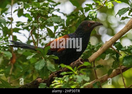 Großer Kucal (Centropus sinensis) Stockfoto