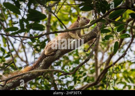 Malabarisches Riesenhörnchen, (Ratufa indica), Wilpattu, Sri Lanka Stockfoto