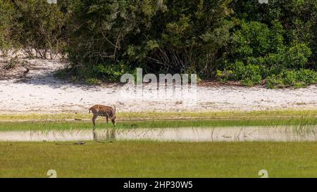 Gefleckter Hirn (Achsenachse) tut, grasen auf dem Rand des Sees Stockfoto