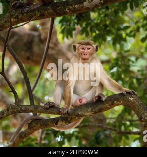 Junger Toque-Makaken-Affe (Macaca sinica), Sri Lanka Stockfoto