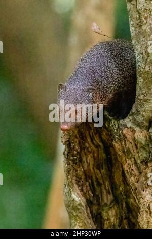 Ruddy Mungo (Herpestes smithii), Wilpattu, Sri Lanka Stockfoto