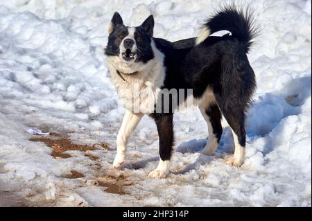 Der Hund steht an einem frostigen Tag auf einer verschneiten Straße und schaut auf die Kamera und bellt. Hochwertige Fotos Stockfoto