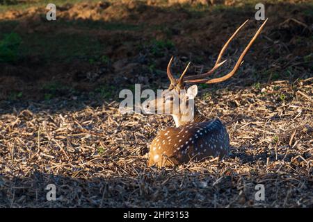 Gefleckter Hirscher (Achsenachse) Buck sitzt in der Sonne Stockfoto