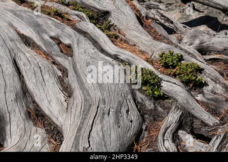 Große Wurzeln eines alten Lärchenbaums. Stockfoto