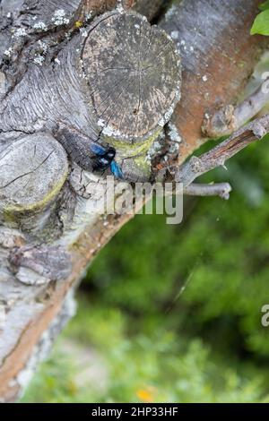 Eine wunderschöne blaue Holzbiene arbeitet am Stamm eines alten Baumes. Stockfoto