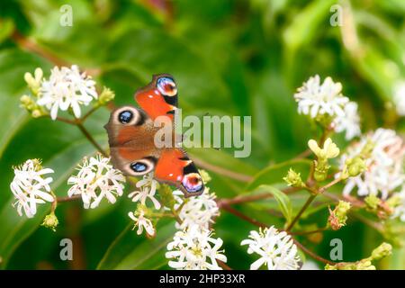 Makro einer getönten Dame Schmetterling auf einem weiß blühenden sieben Sohn Blume Busch Stockfoto