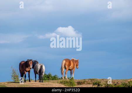 New Forest Ponys Stockfoto