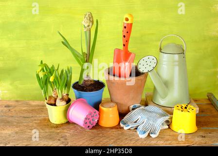 Junge Hyazinthe und primula Blumen, Gartengeräte auf Holztisch. Gartenarbeit im Frühling, gute Kopiefläche Stockfoto