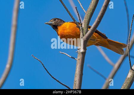 Ein Baltimore Oriole, der von oben im Presque Isle State Park in Pennsylvania beobachtet wird Stockfoto