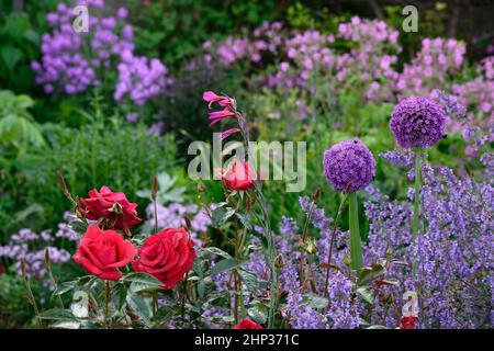 Lila Allium Sensation, Rosa Ingrid Bergman, Allium und Rose, nepeta sechs Hügel Riese, Alliums und Rosen, lila Allium und rote Rose, lila und rote Blume Stockfoto