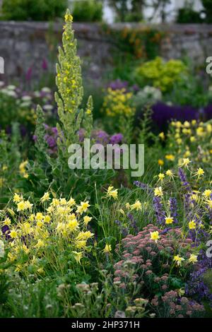 Aquilegia chrysantha Gelbe Königin, Ozothamnus rosmarinifolius Silberjubiläum, Sea Rosmarin Silberjubiläum, Rosmarin ewig, zartes immergrünes Strauch, si Stockfoto