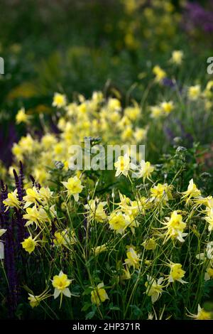 Aquilegia chrysantha Gelbe Königin, columbine Gelbe Königin, aquilegias, gelbe Blumen, Blume, Blüte, gespurte Blumen, Blütensporne, columbines, Bienenfreund Stockfoto