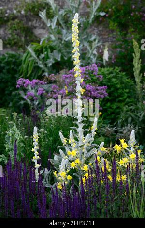 Salvia nemorosa Caradonna,Aquilegia chrysantha Gelbe Königin,Columbine Gelbe Königin,aquilegias,Verbascum thapsus,große Königskerze,Gemeine Königskerze,Blume sp Stockfoto