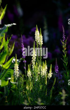 Linaria purpurea pochiertes Ei, Toadflachs, weißgelbe Blüten, blühende Stängel, Spitzen, snapdragon, RM Floral Stockfoto