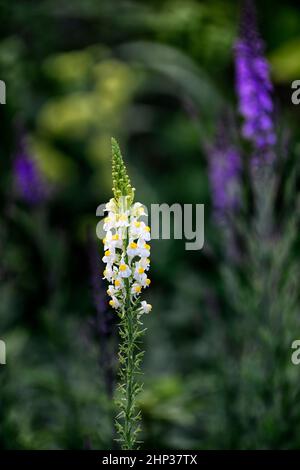 Linaria purpurea pochiertes Ei, Toadflachs, weißgelbe Blüten, blühende Stängel, Spitzen, snapdragon, RM Floral Stockfoto