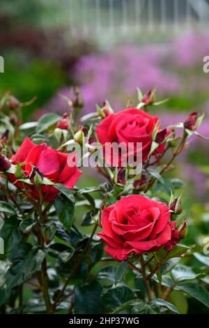 Rosa Ingrid Bergman,,rote Rose,rote Rosen,duftende,hybride Teerosen,Hüttengarten,Garten,Gärten,Rose ingrid bergman,RM Floral Stockfoto