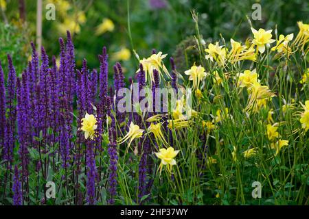 Salvia nemorosa Caradonna,Aquilegia chrysantha Gelbe Königin,Columbine Gelbe Königin,aquilegias,lila blaue und gelbe Blüten,Blume,Blüte,Sprudelblüte f Stockfoto