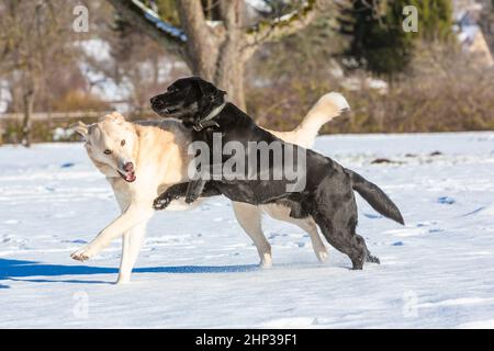 Zwei Hunde spielen und laufen im Schnee Stockfoto