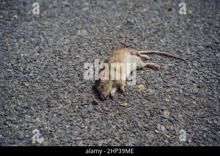 Tote Ratte auf dem Bürgersteig in der Stadt Stockfoto